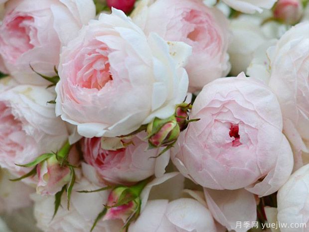 小抒情曲月季的优缺点是什么？(图1)