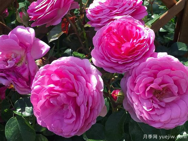 欧子安娜月季的优缺点是什么？(图1)