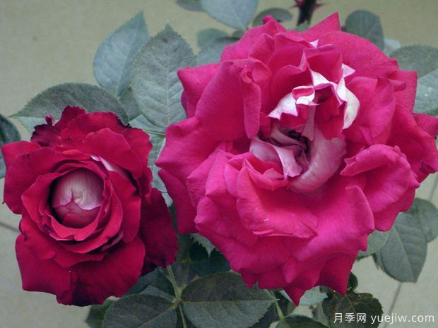 红葡萄酒月季的优缺点是什么？(图1)