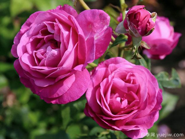 啊！难忘的香水月季！(图1)