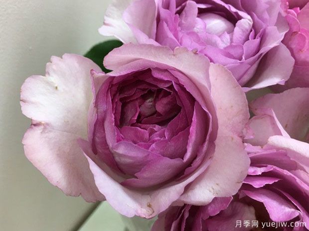 伊芙草莓树月季的优缺点是什么？(图1)