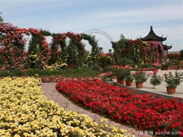 月季名园：中国月季园/南阳月季博览园(图2)