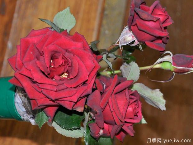 黑领带月季(图1)