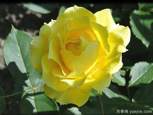 光滑巴特卡普月季(图1)