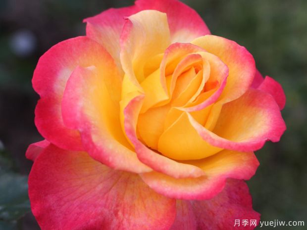 火焰之星月季/燃烧星辰月季(图3)