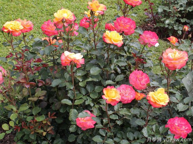 火焰之星月季/燃烧星辰月季(图4)