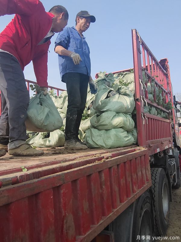 蓝色风暴月季杯苗4万盆发货河北(图3)