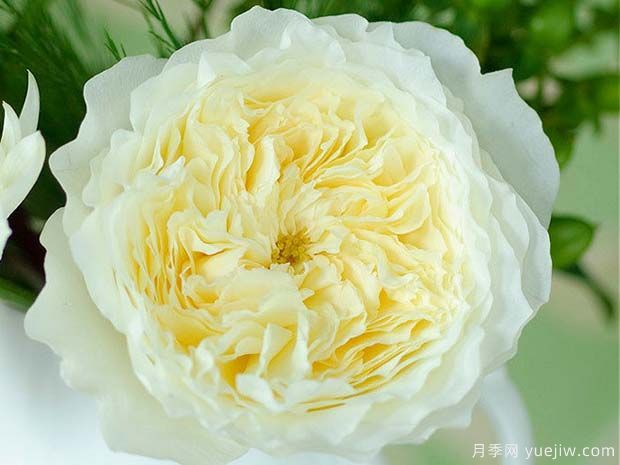 耐心月季的优缺点是什么？(图1)