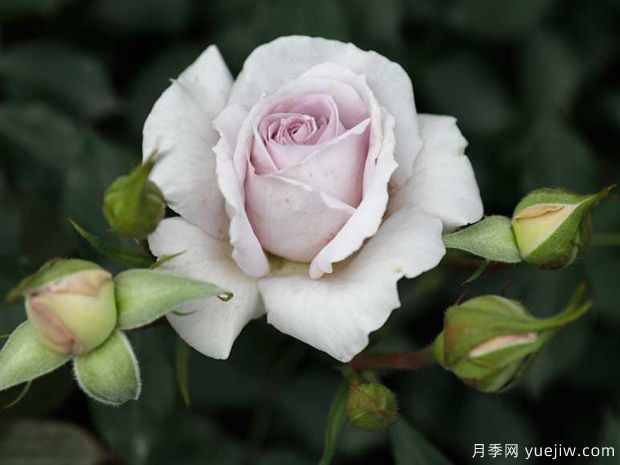 小咖啡月季(图3)