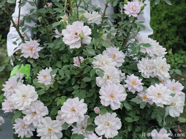 小咖啡月季(图4)