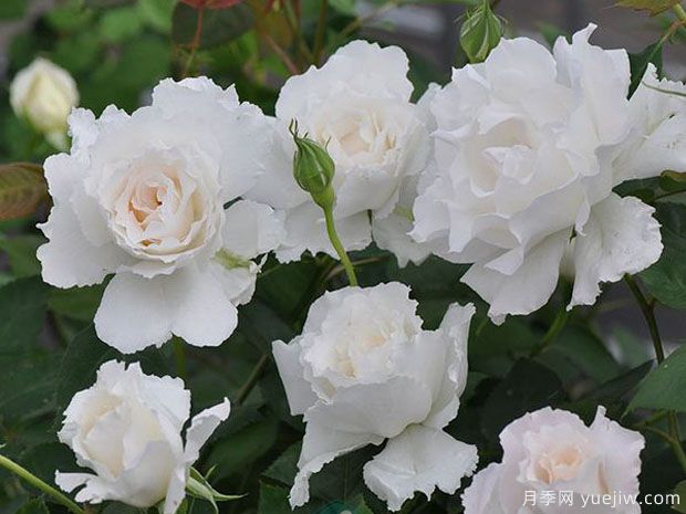 乐柏月季/勒布朗月季(图2)