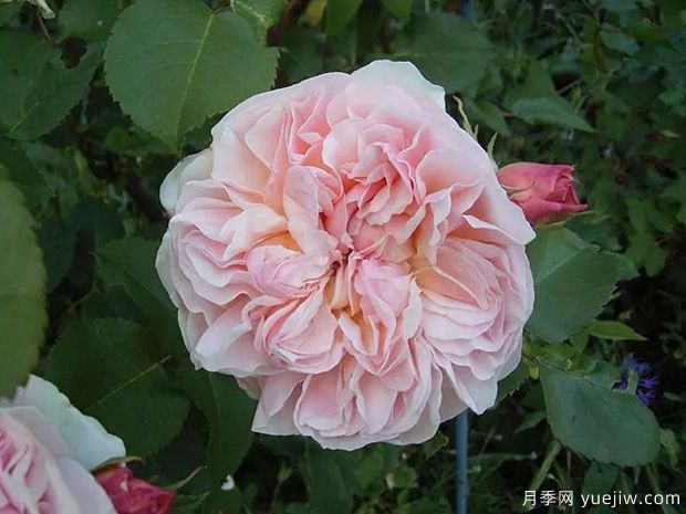 依芙琳月季的优缺点是什么？(图1)