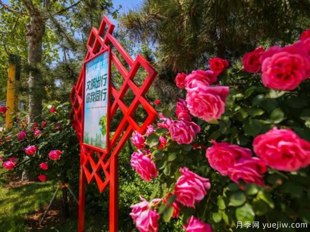 烟台月季市花文化和月季景观(图2)