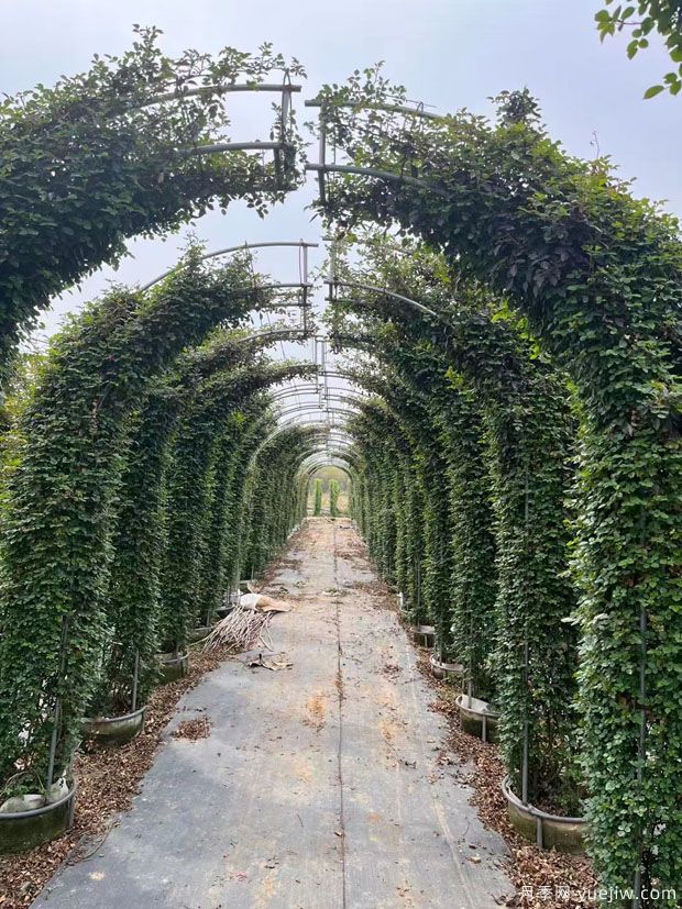 3米高造型月季拱门画廊批发(图2)