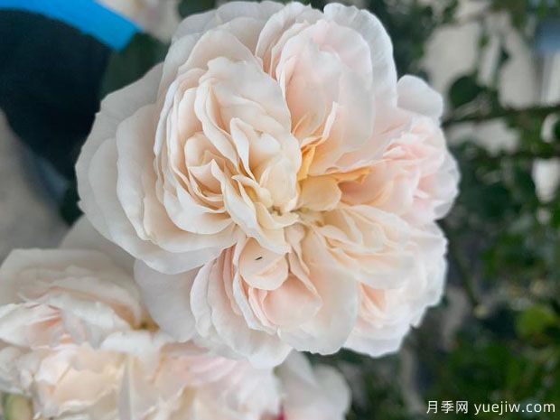 阿里阿德涅月季/阿丽雅德妮(图2)