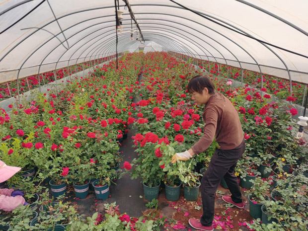 昆明宜良月季园批发加仑盆栽黑巴克黑魔术黑旋风(图2)