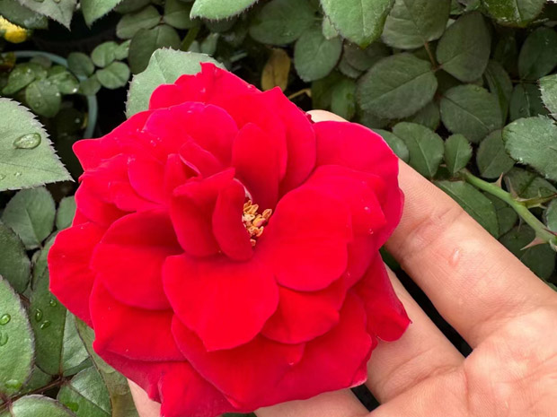 昆明宜良月季园批发加仑盆栽黑巴克黑魔术黑旋风(图3)