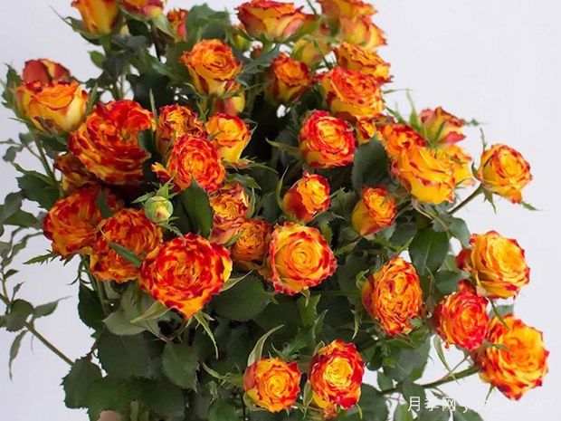 眼线笔月季/眼线笔泡泡(图1)