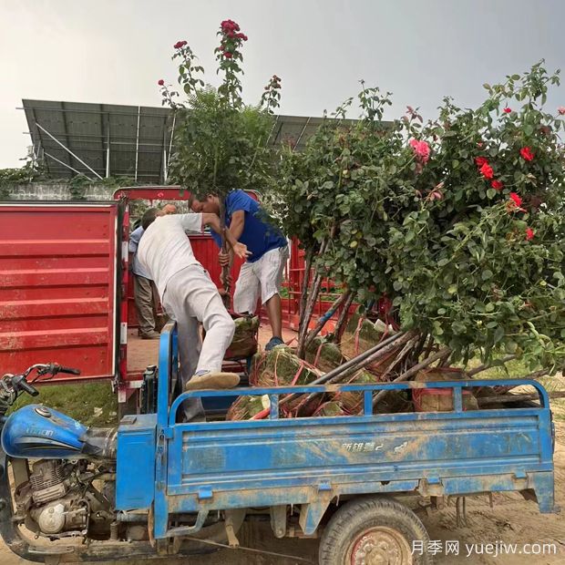3公分地面控根月季树发货四川成都(图1)