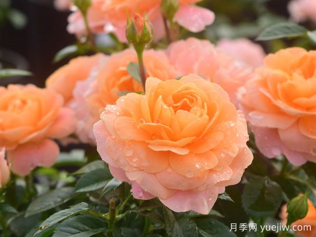 浅谈月季的芽变和返祖(图1)