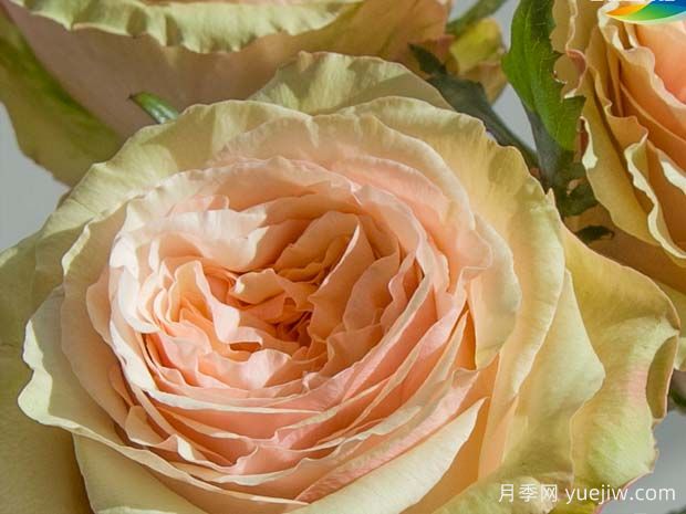 拾季玫瑰月季(图1)