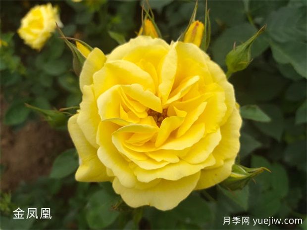 推荐20个大花月季品种，花大味香，颜值担当(图3)