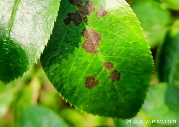 月季黑斑病防治为什么了打药了没作用？(图1)