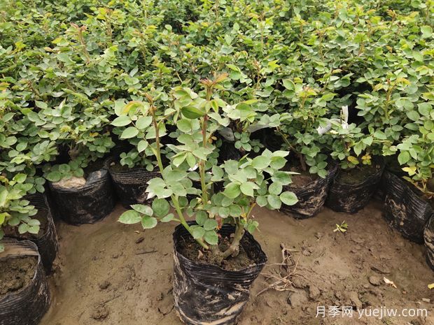 盆花月季上市，三种类型盆花任你选择！(图2)