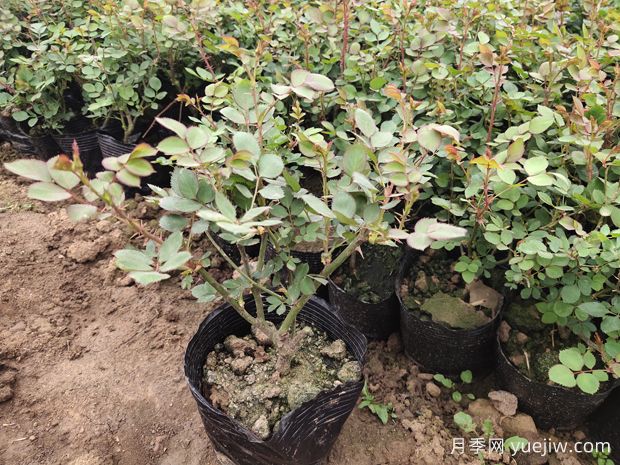 月季花早春管理，花事要点总结(图1)