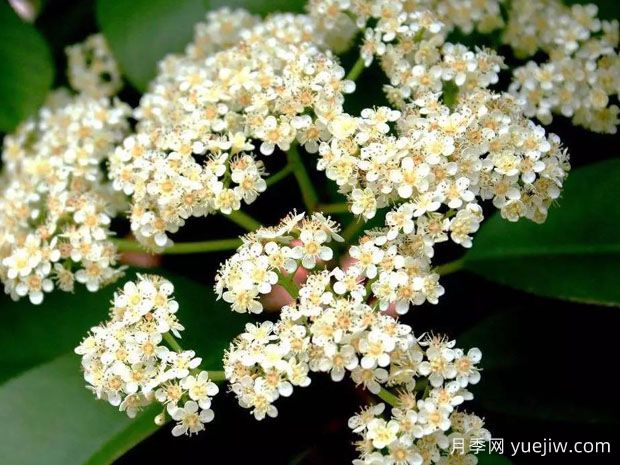 石楠花这么臭，为什么还要大力的种？(图1)