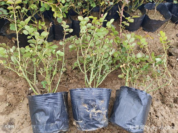 月季花苗什么时候批发购买合适？(图2)