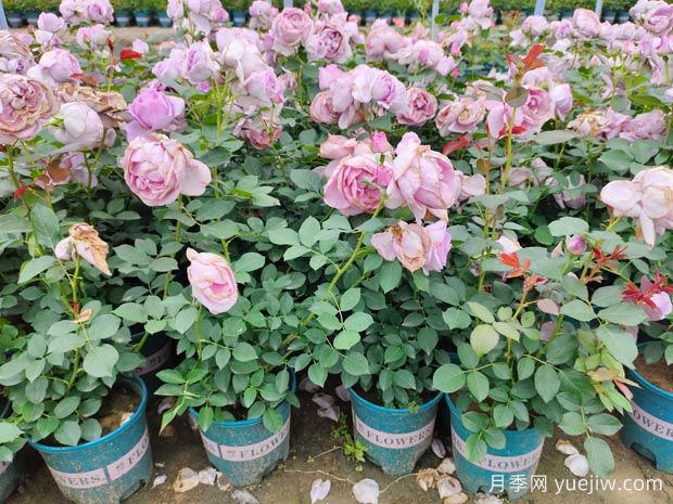 如何养好一棵月季小苗？按照这6点做(图2)