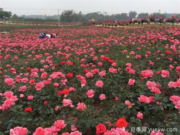 眉山月季应用和月季景观(图1)