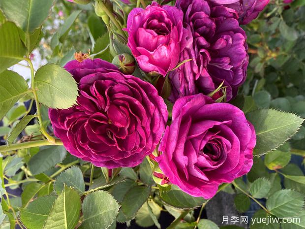 30个花卉基本知识点(图1)