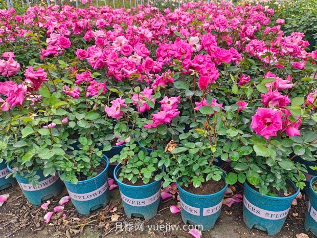 如何在家自制月季营养土？手把手教你配置养花土壤(图1)