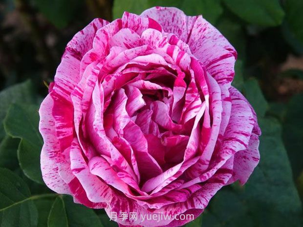 费迪南皮查德月季/费迪南德(图2)