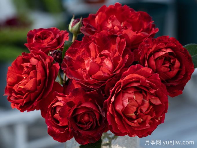 天狼月季培优有哪些优秀的月季品种？(图2)