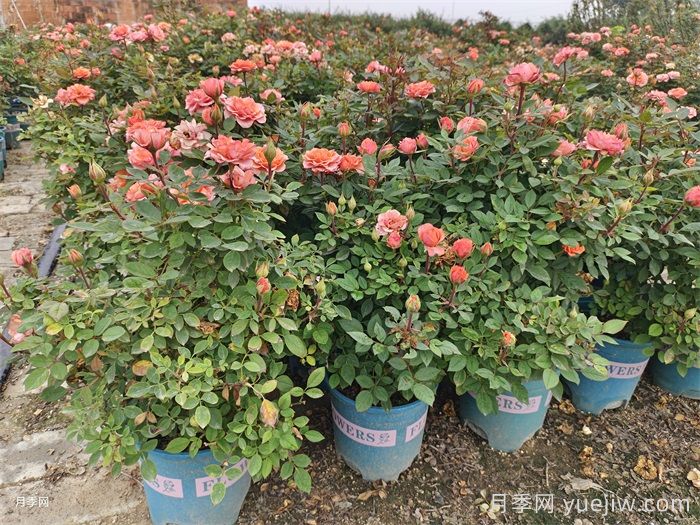 加仑盆月季苗(图2)