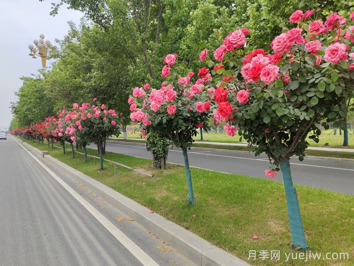 月季树移栽别太深，该如何补救？(图1)