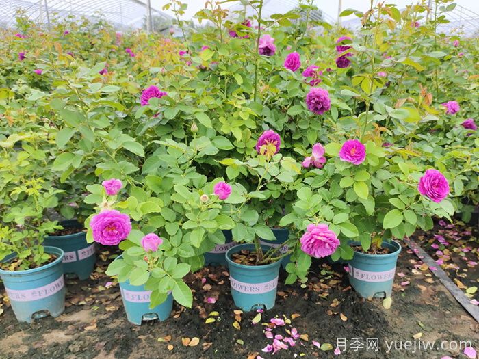 比利时密涅瓦月季介绍，优缺点分析(图1)