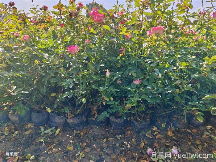 月季苗多少钱一平方米？(图2)