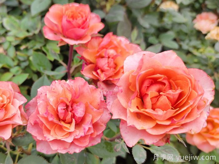 赞美月季花开放的句子(图1)
