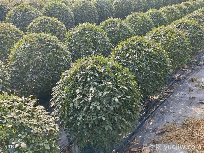 藤本月季造型花球冠幅1米价格(图3)