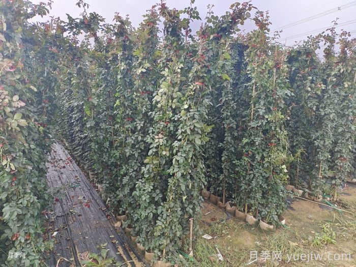 爬藤月季2米高多少钱一棵？(图1)