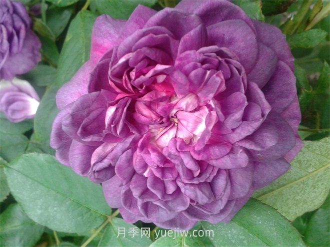 紫罗兰皇后月季介绍和优缺点(图1)