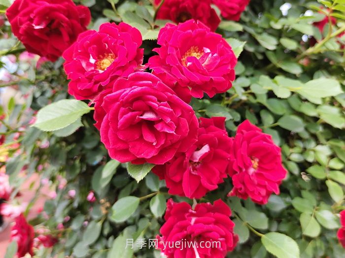 2025年生存下去，花木行业如何成功转型？(图1)