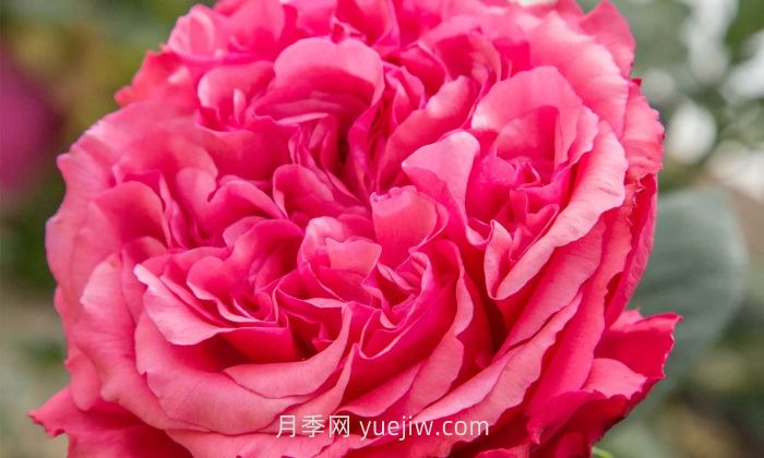 玫昂胭脂月季介绍和优缺点(图1)