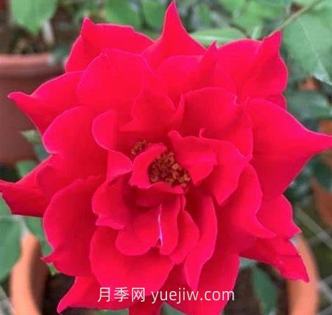 阿尔辛娜月季介绍和优缺点(图1)