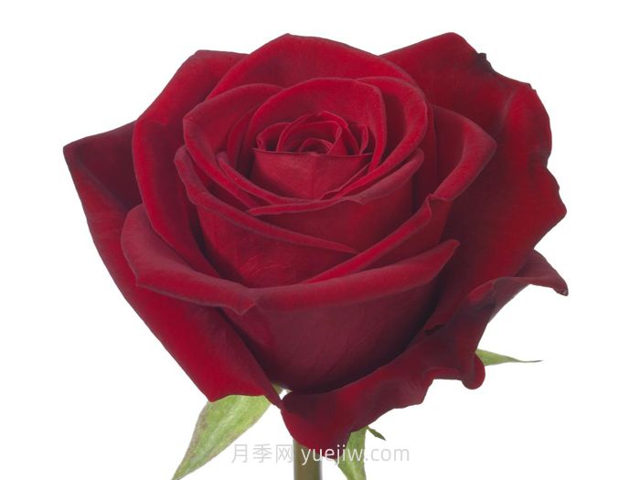 斯卡拉塔月季介绍与优缺点(图1)