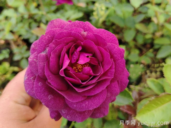 冥王星阳台月季和比利时月季有什么区别？(图2)